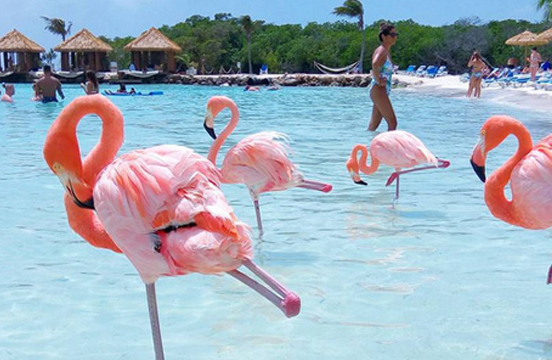 Autour de Djerba - L’île aux flamants rose